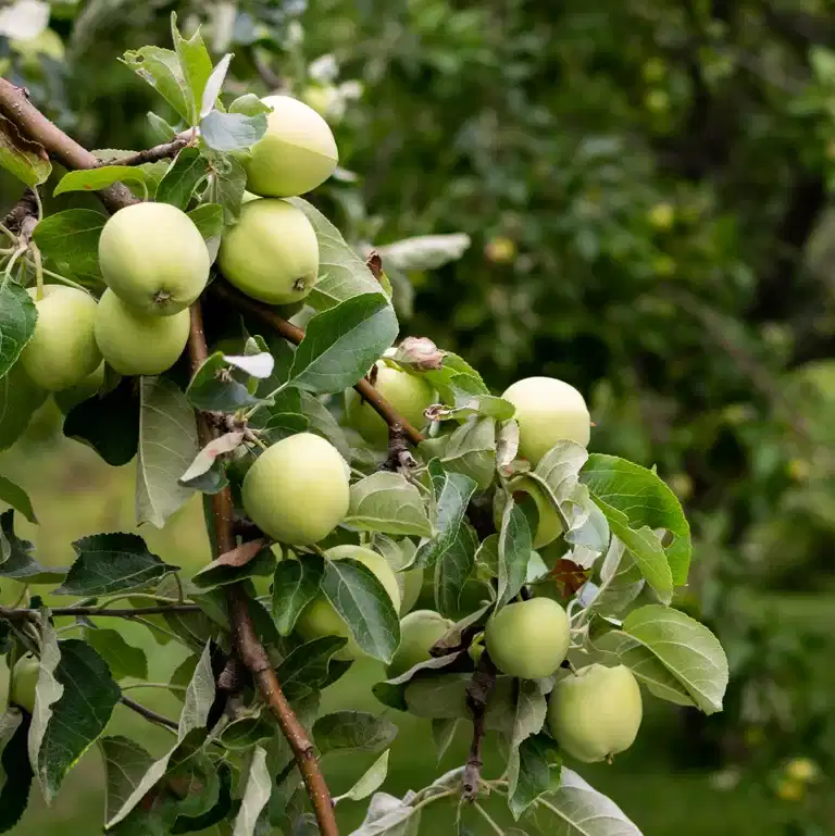 Äpple 'Transparente Blanche' A2