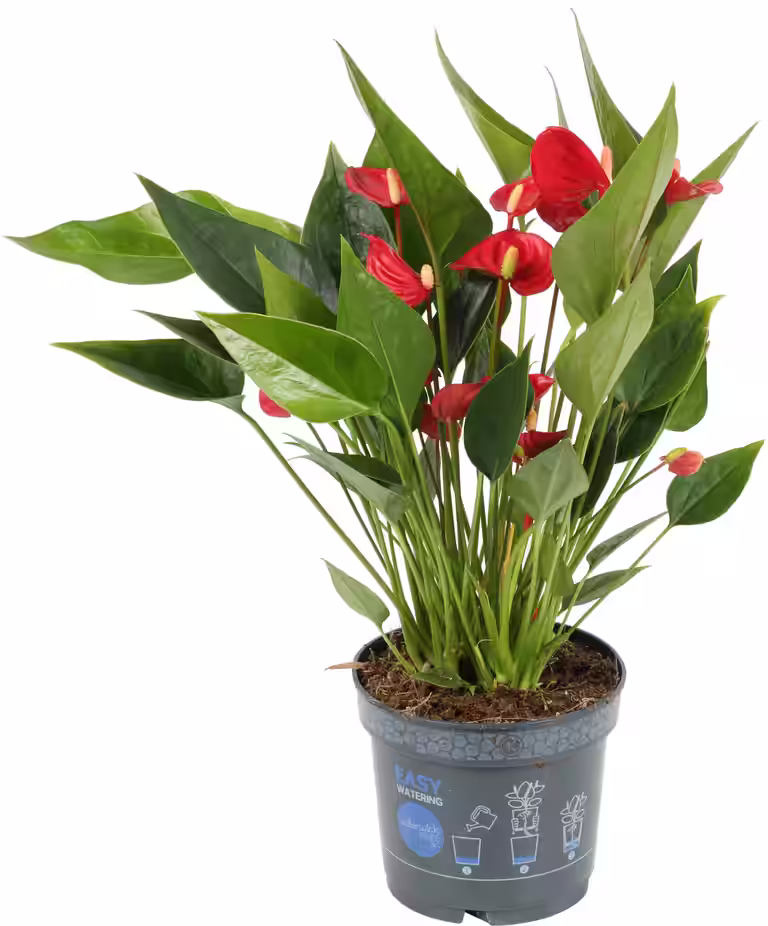 Rosenkalla