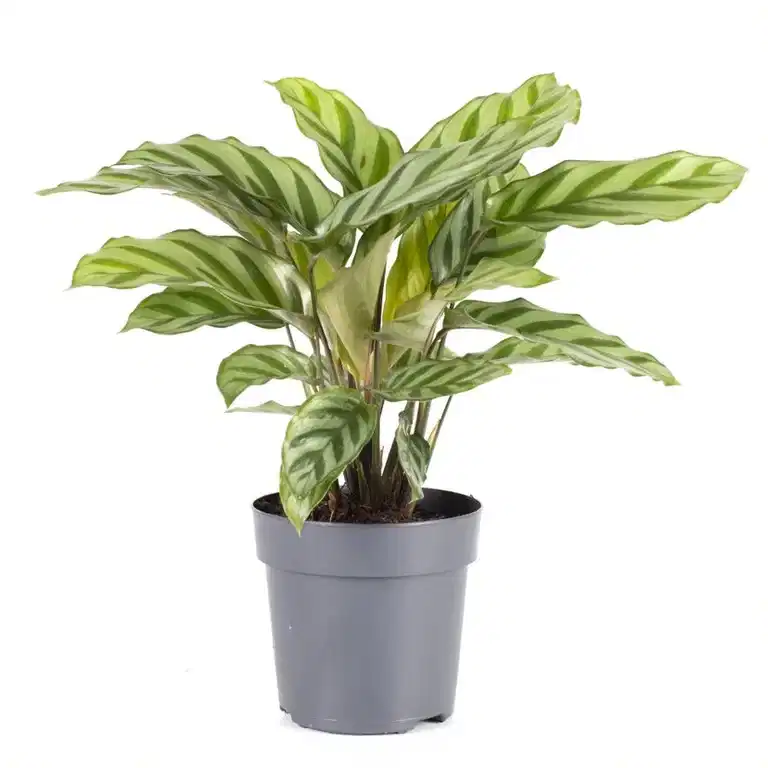 Kalatea 'Freddie'