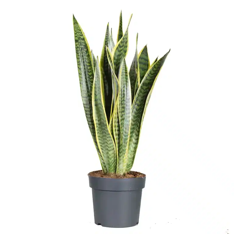 Sansevieria trifasciata 'Laurentii'