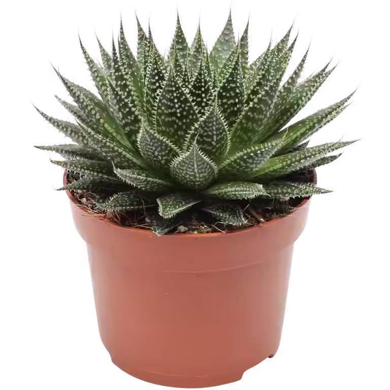 Aloe aristata magic 12cm