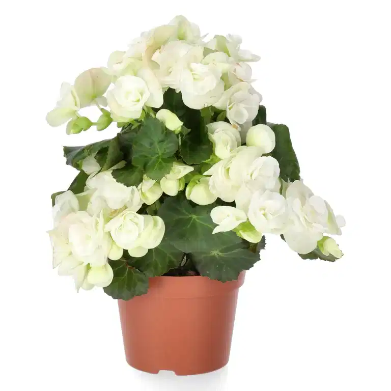 Begonia