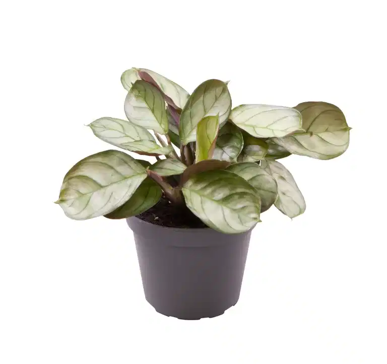 Moses stentavlor 'Mint' mini