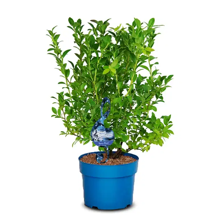 Hybridblåbär 'Berry Blues'