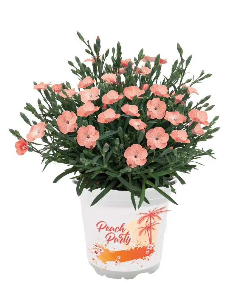 Hybridnejlika 'Peach Party'