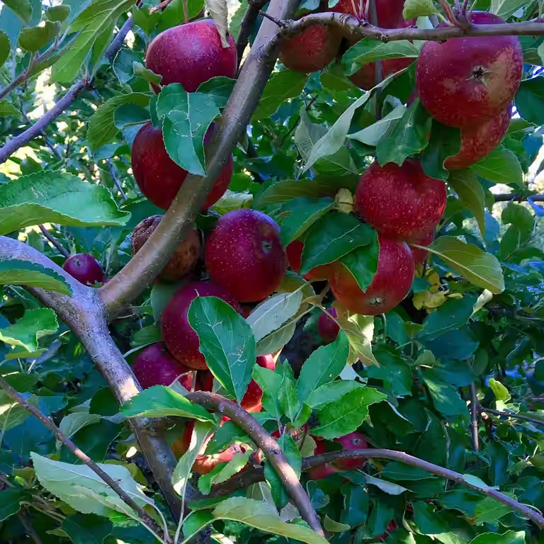 Äpple 'Ingrid Marie' E A2
