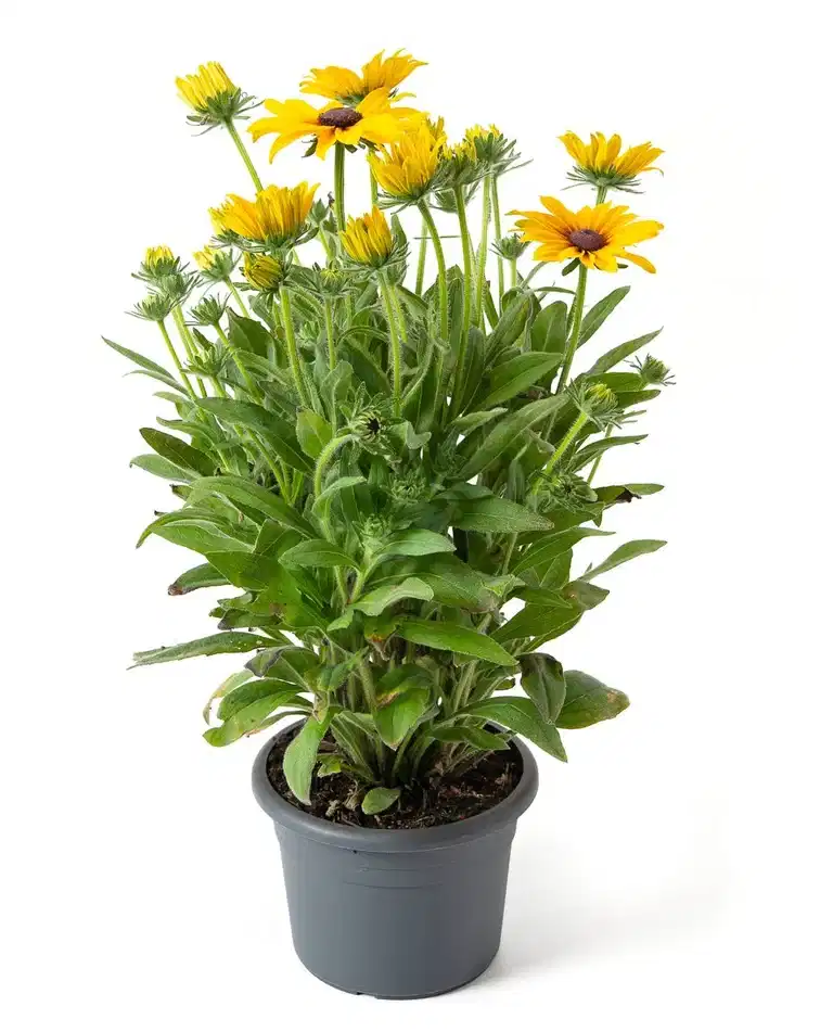 Sommarrudbeckia 'Sunbeckia'