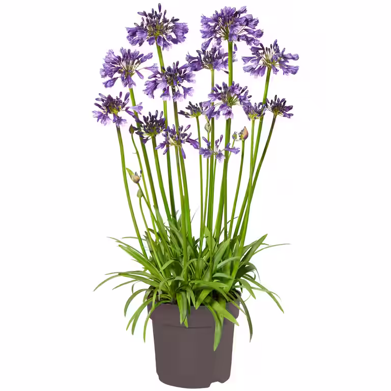 Afrikas blå lilja 'Poppin Purple'
