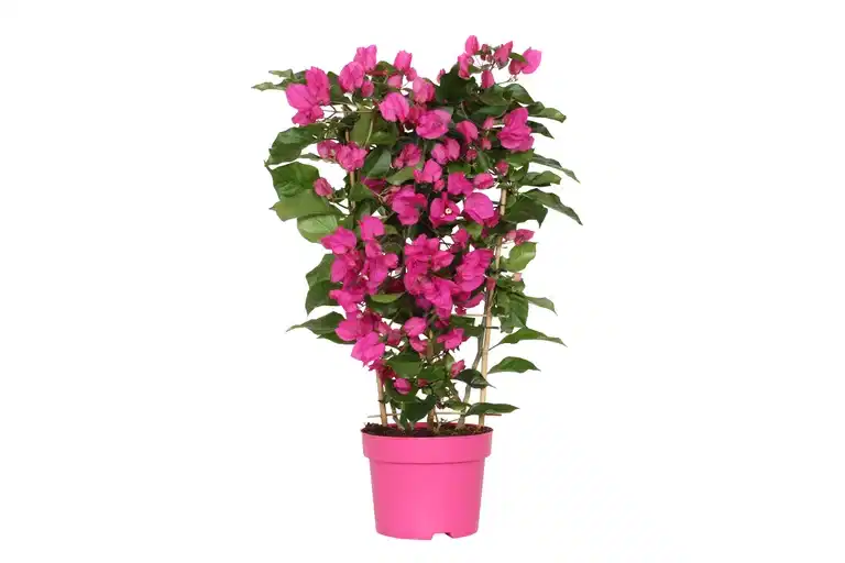 Stor trillingblomma 'Vera Deep Purple'