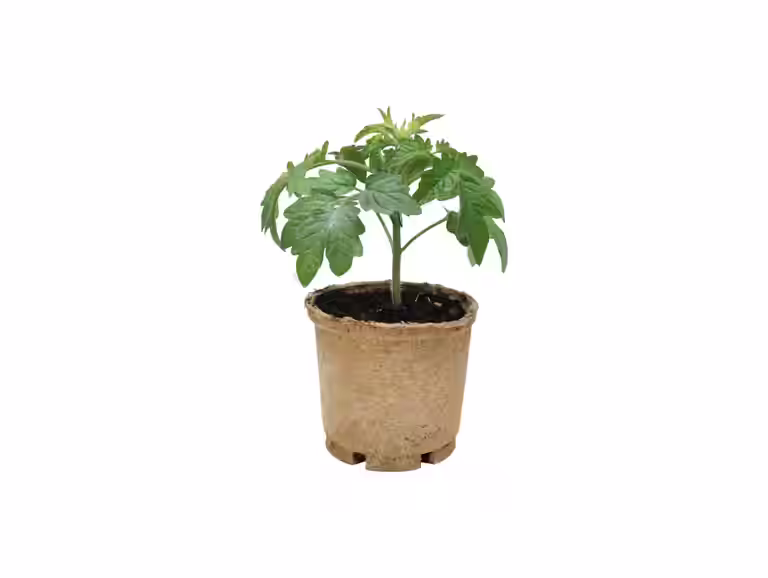 Plommontomat 'Dadel Dasher'