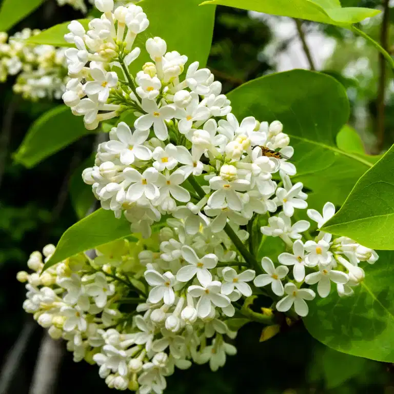 Prestonsyren 'Agnes Smith'