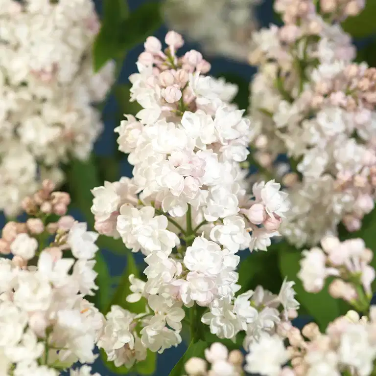 Syren 'Souvenir d'Alice Harding'