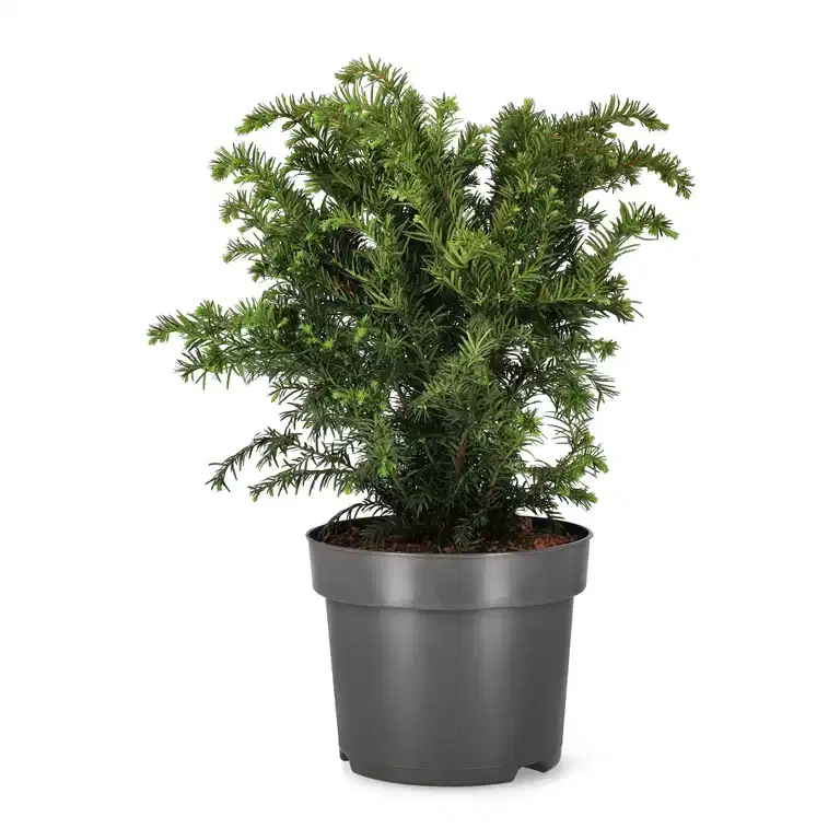 Krypidegran 'Repandens'