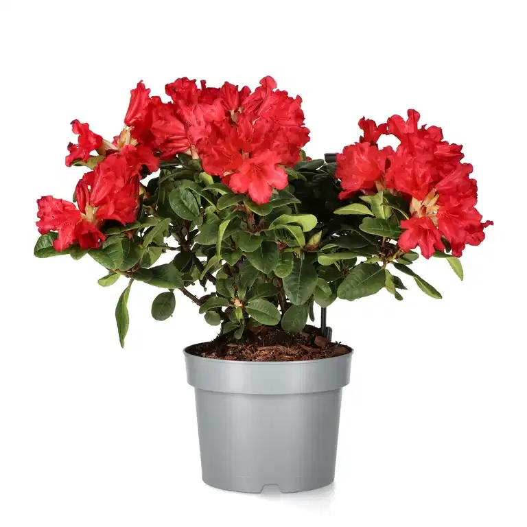 Forrestii-rododendron 'Scarlet Wonder'