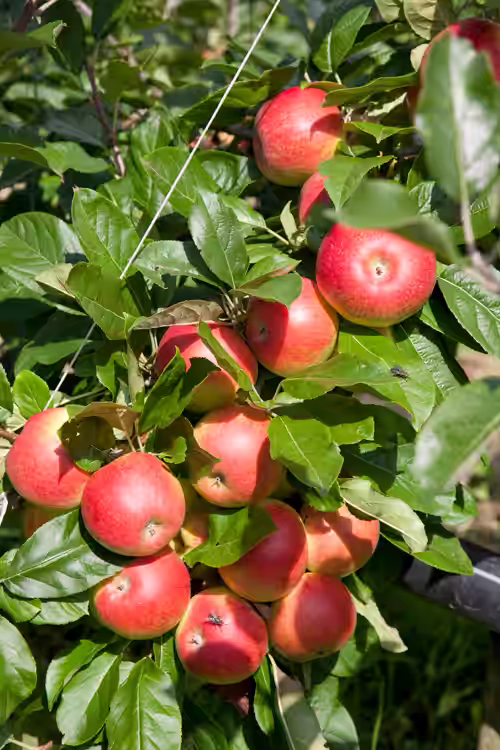 Äpple 'Amorosa' A2