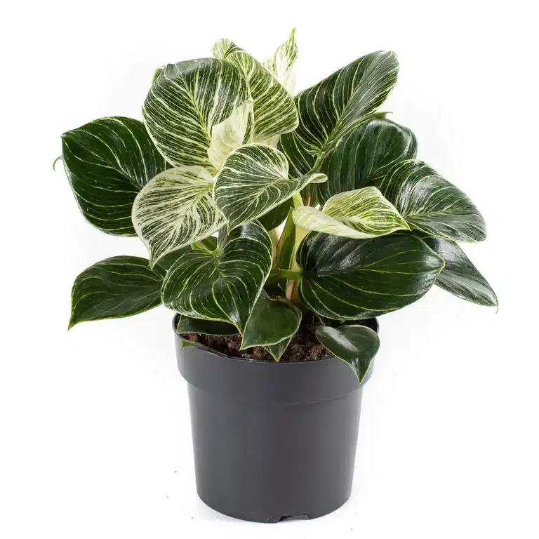 Philodendron 'White Measure' 11 cm