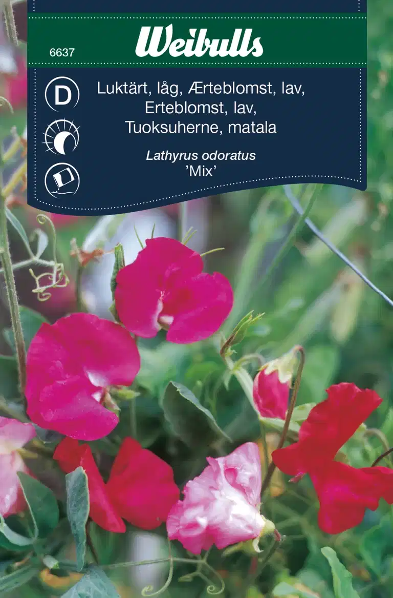 Lathyrus odoratus