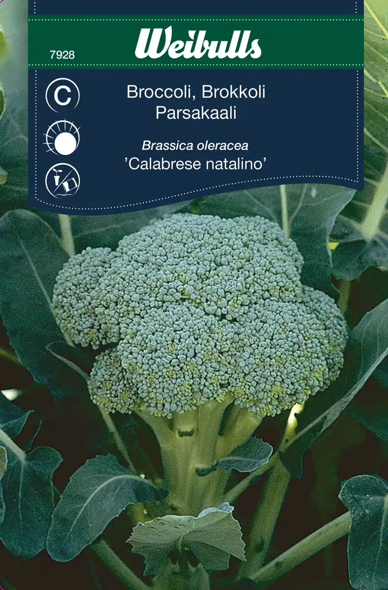 Broccoli 'Calabrese Natalino'