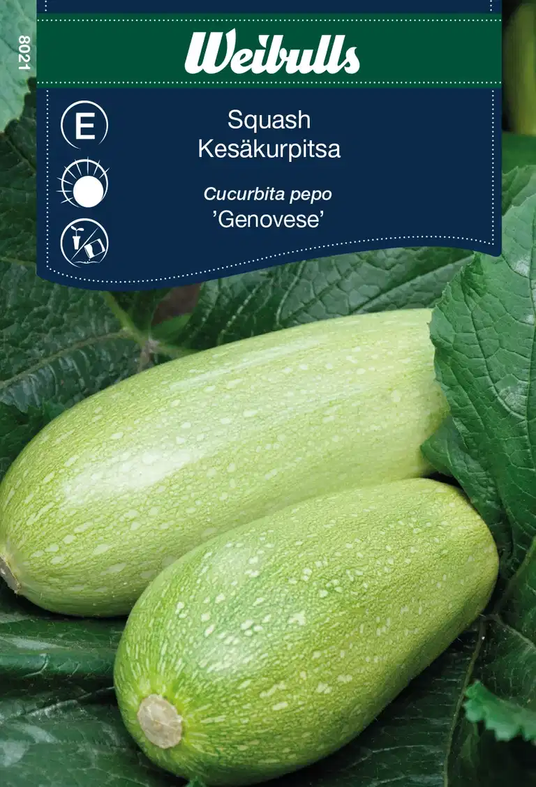 Squash 'Genovese'