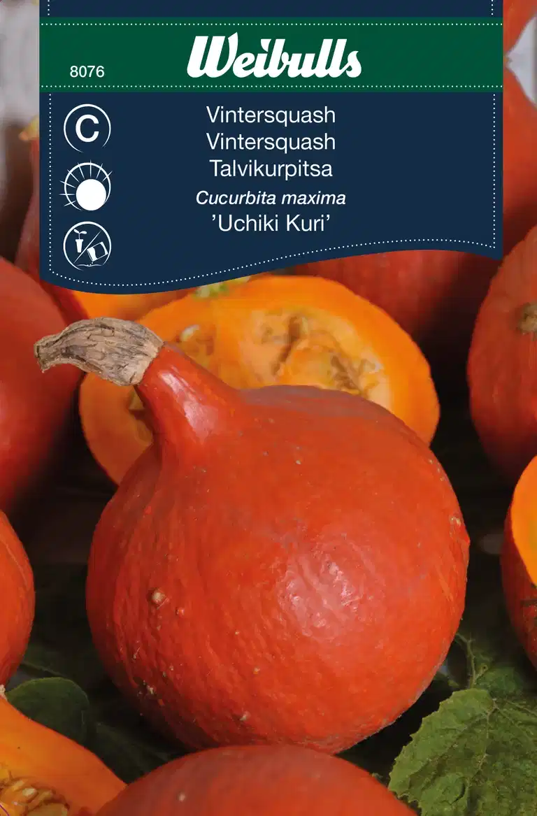 Pumpa 'Uchiki Kuri'
