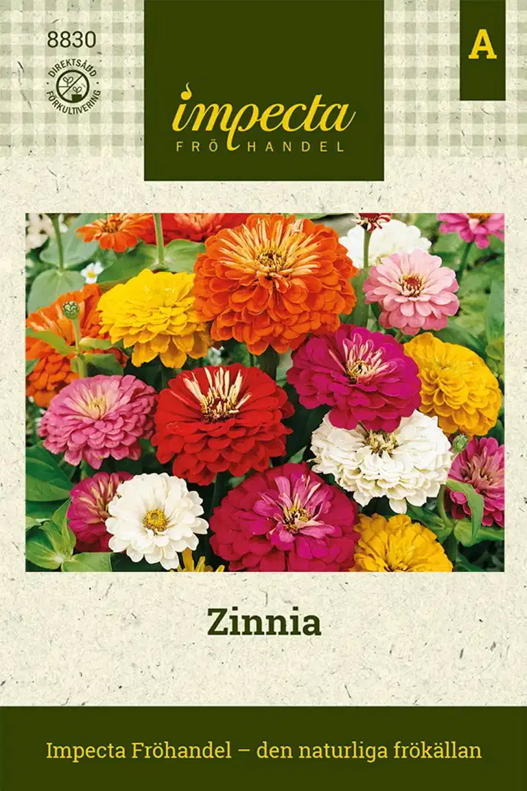 Zinnia