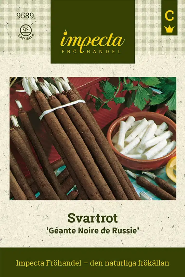 Svartrot 'Géante Noire de Russie'