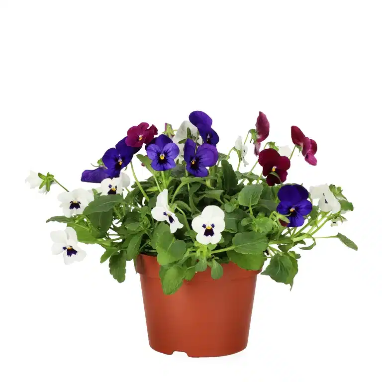 Pensé småblommig