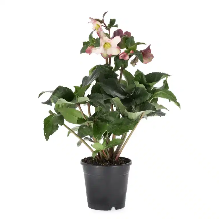Helleborus x 'Ice N' Roses Early Pink' 15 cm