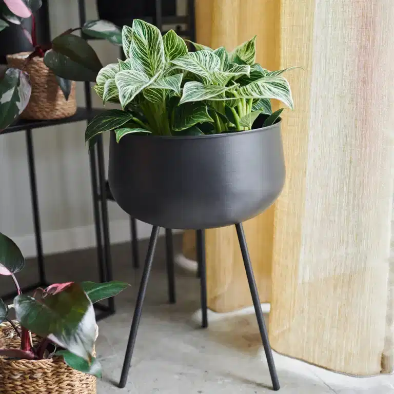 40 % off plant furniture