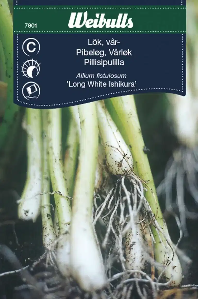 Piplök 'Long White Ishikura'