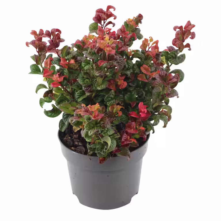 Virginsk vinterrosling 'Curly Red'