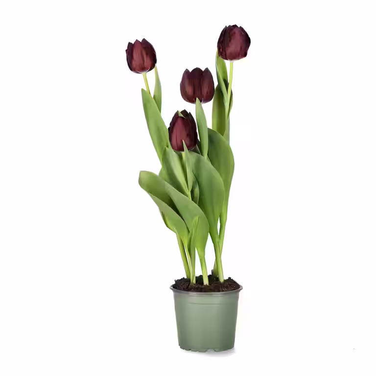 Tulpan 'Black Bean'