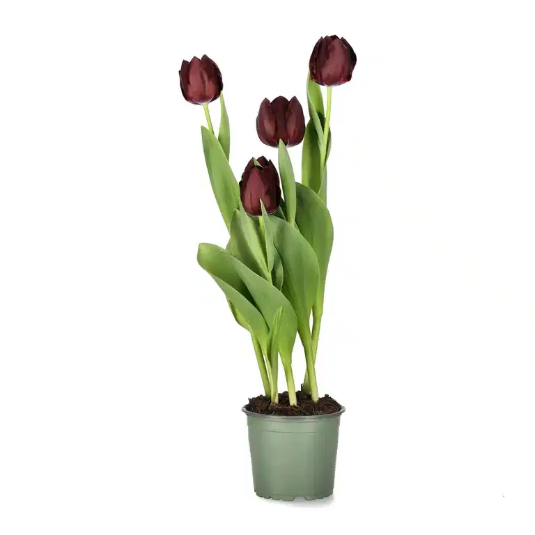 Tulpan 'Black Bean'