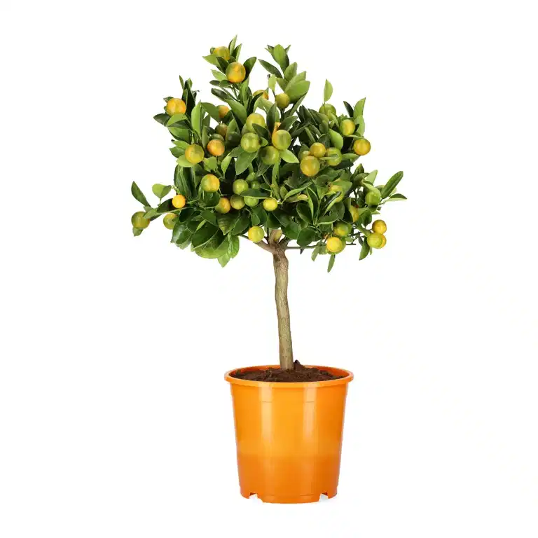 Citrus Calamondin stem 21 cm