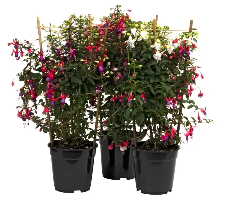 Fuchsia, spaljerad