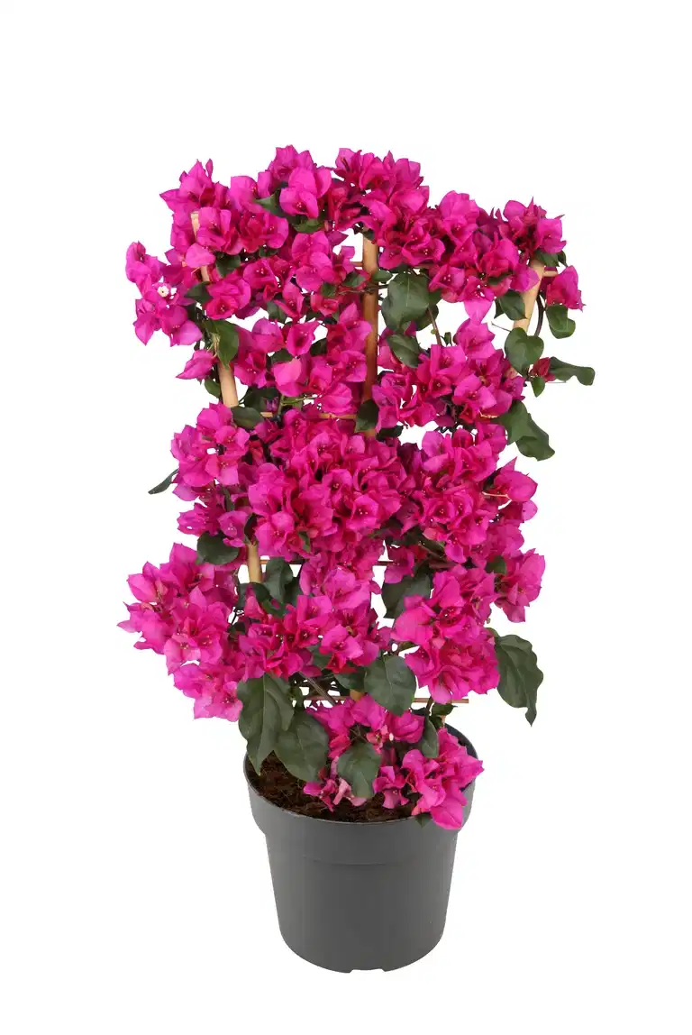 Trillingblomma på spaljé