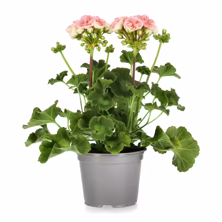 Pelargon 'Astrid'
