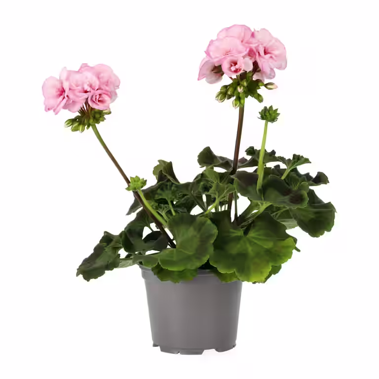 Pelargon 'Estelle'