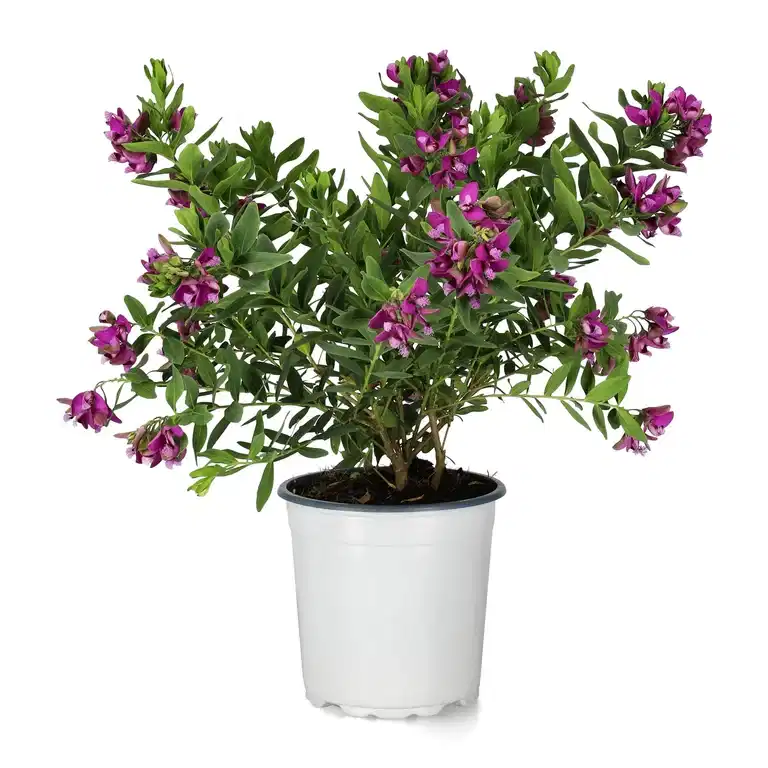Myrtenjungfrulin