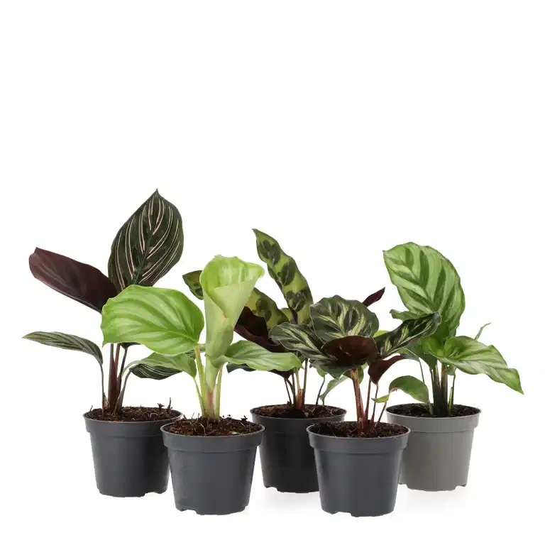 Kalatea mini mix