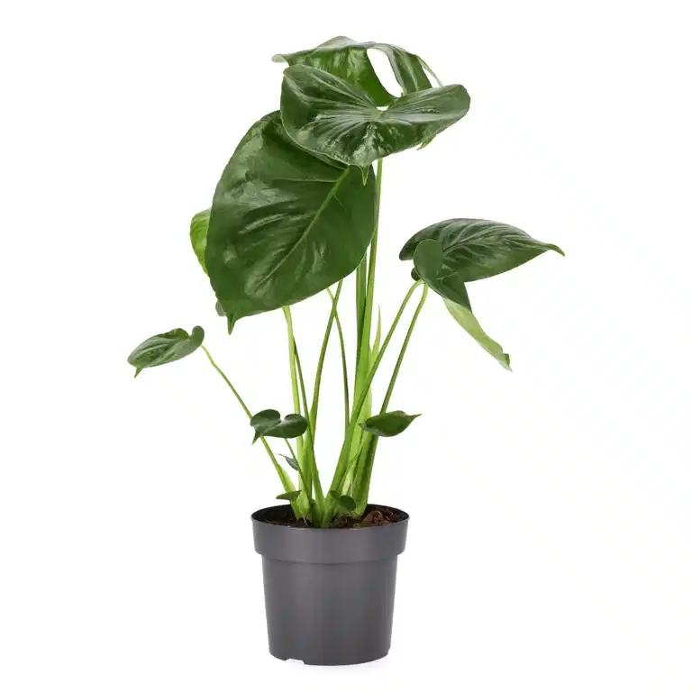 Monstera