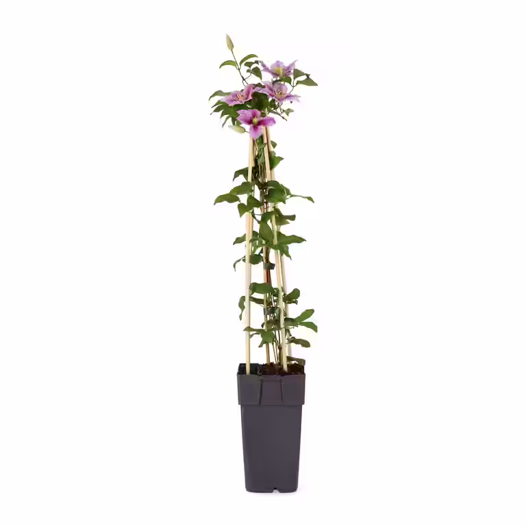 Tidig storblommig klematis 'Piilu'