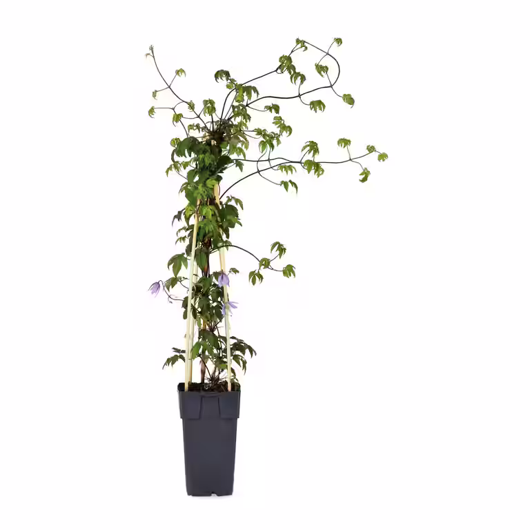 Alpklematis