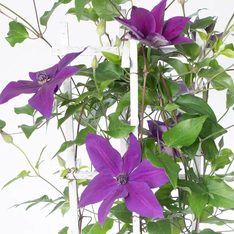 Clematis Masa 23cm