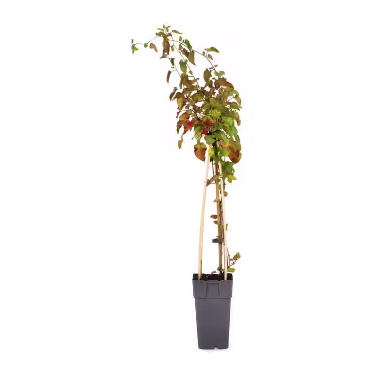 Fallopia aubertii 15cm