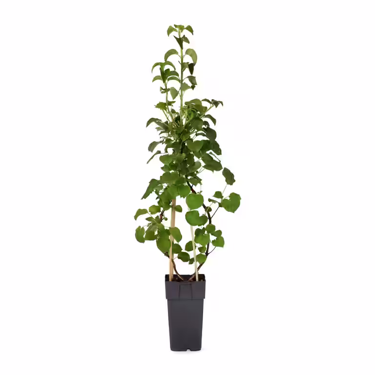 Hydrangea anomala ssp. petiolaris 15cm