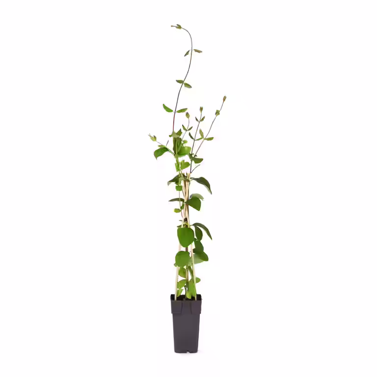 Eldkaprifol 'Dropmore Scarlet'