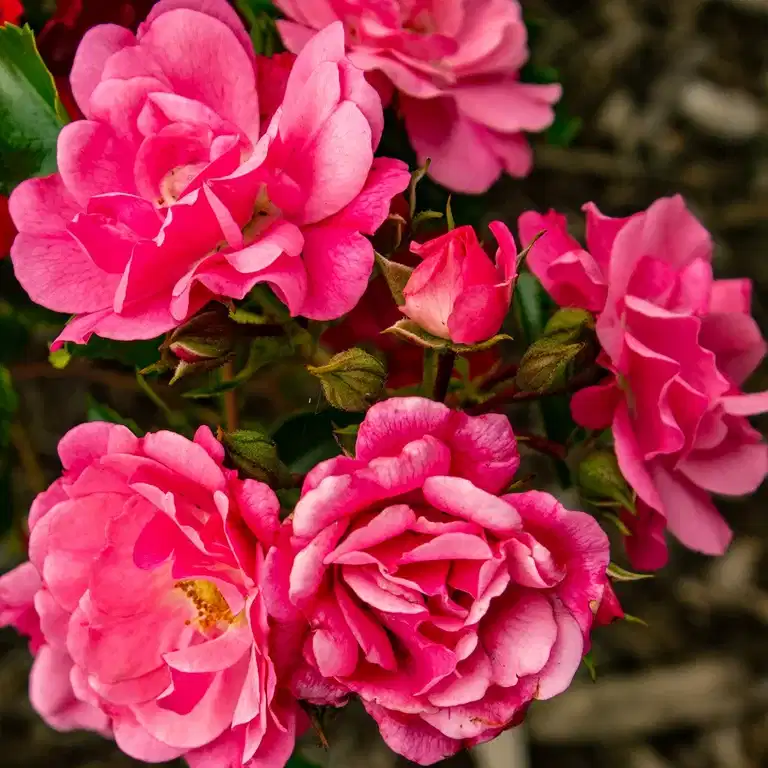 Grandiflora-ros GRANDMA'S BLESSING