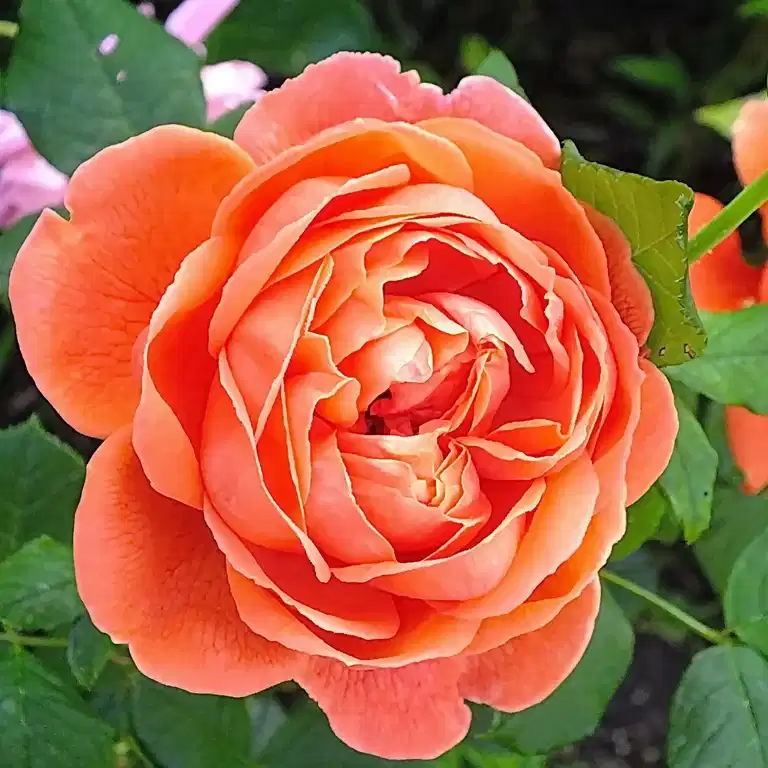 Modern buskros CORAL COVE