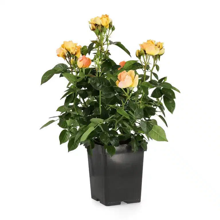 Klasblommig ros HANSESTADT ROSTOCK